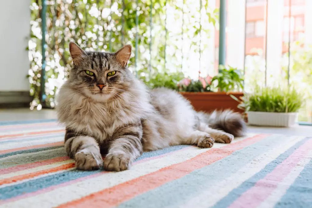 How Long Do Maine Coon Cats Live