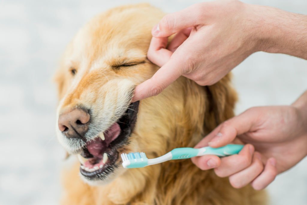 How to Brush Puppies' Teeth