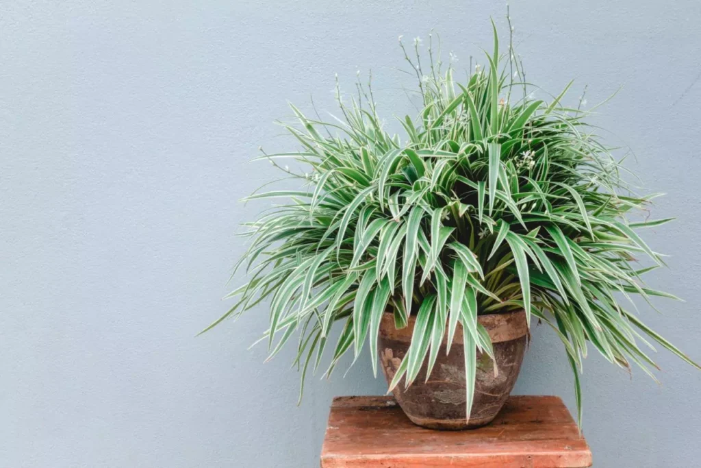 Spider Plant Poisonous to Cats