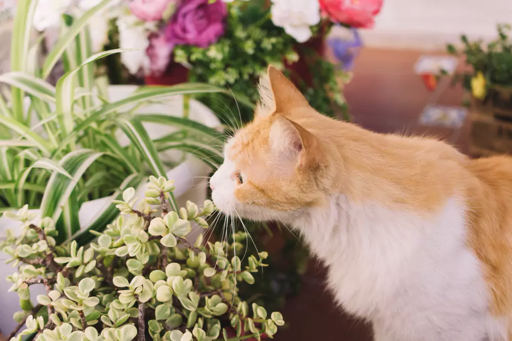 Non Toxic Plants for Cats